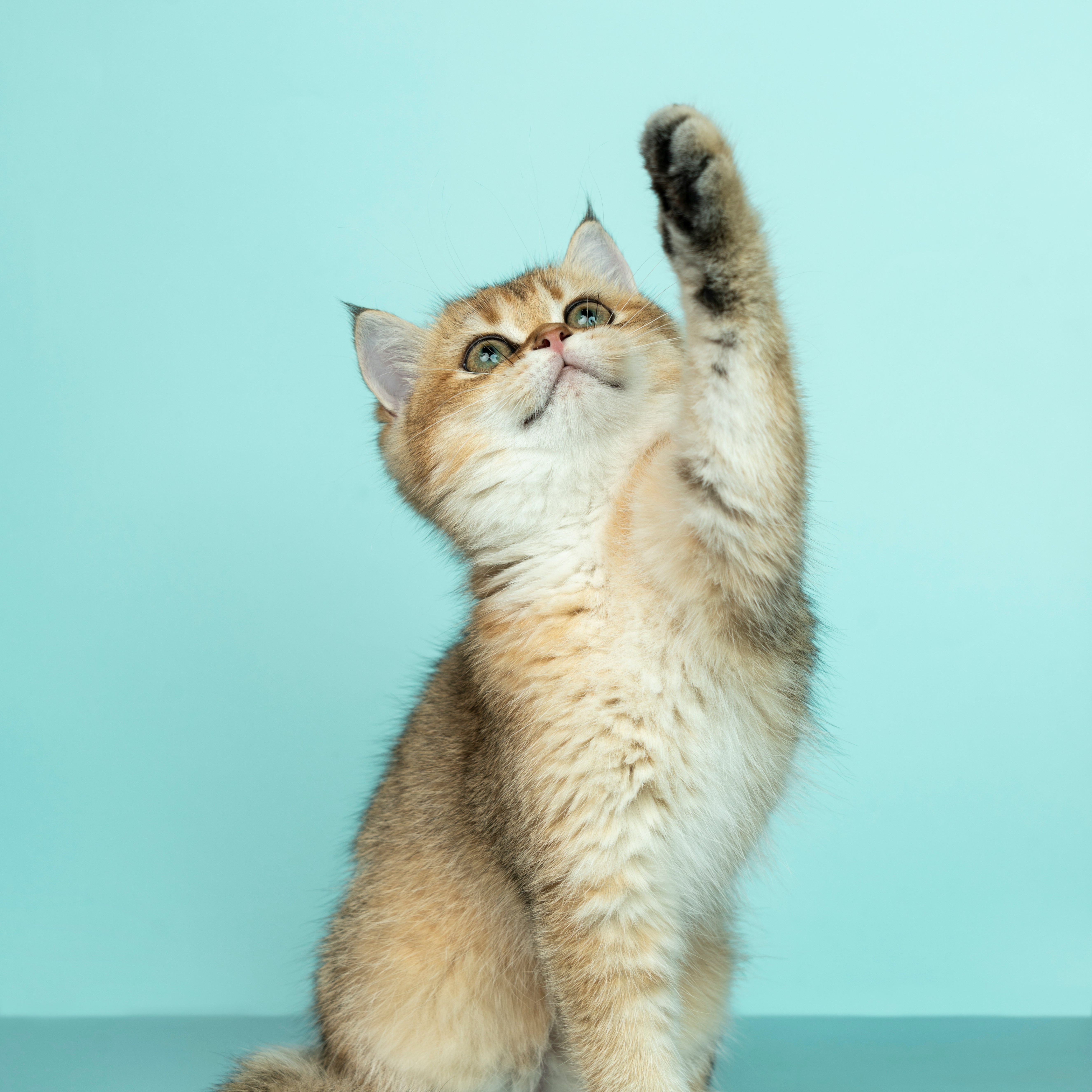 Latest in Cat Tips